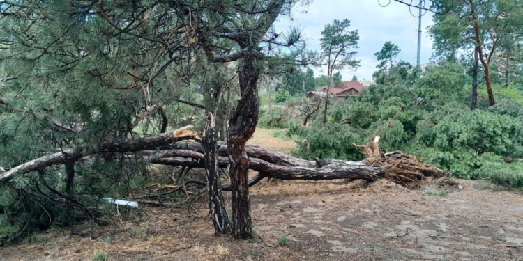 Внаслідок буревію у миколаївському парку «Ліски» впало три десятки сосен (ФОТО)
