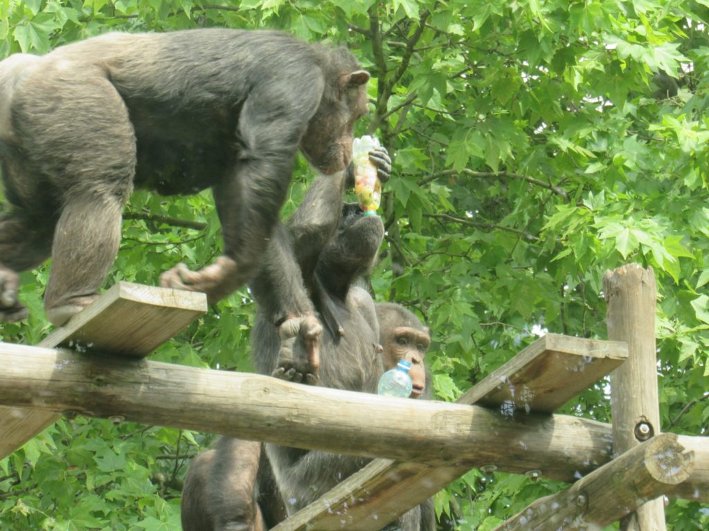 У Миколаївському зоопарку відзначили World Chimpanzee Day і готуються до завтрашнього World Snake Day (ФОТО) 18