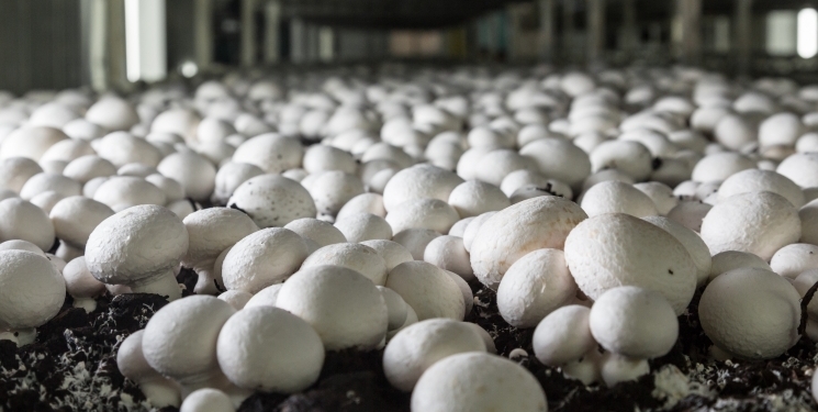 Маринованих грибочків “Верес” вже не буде – закрилась найбільша в Україні грибна ферма