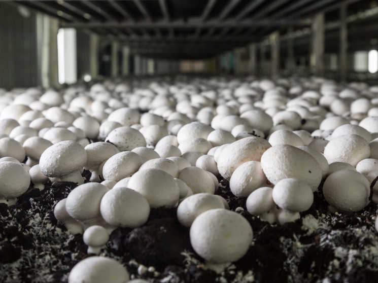 Маринованих грибочків “Верес” вже не буде – закрилась найбільша в Україні грибна ферма