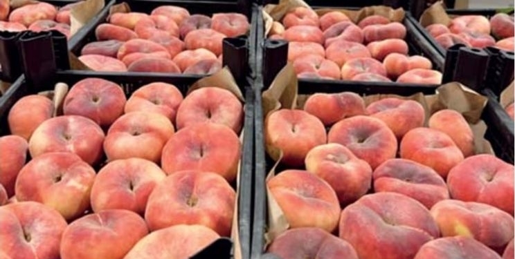 Персикові сади в Україні потребують оновлення – на Одещині висадили іспанські саджанці