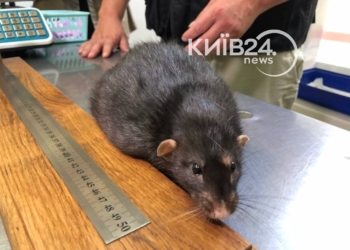 В Києві зафіксували рекордно великого щура – важить майже кілограм, довжиною майже півметра (ФОТО, ВІДЕО)