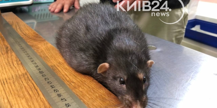 В Києві зафіксували рекордно великого щура – важить майже кілограм, довжиною майже півметра (ФОТО, ВІДЕО)