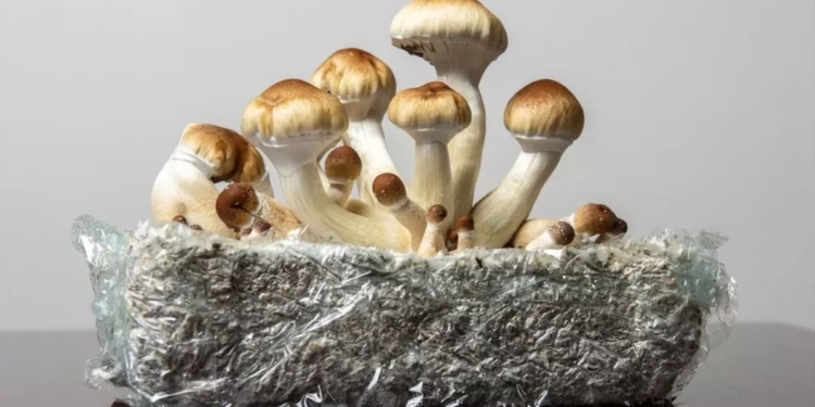 Психоделічна терапія. Австралія перша в світі дозволила лікарське використання екстезі (ФОТО)