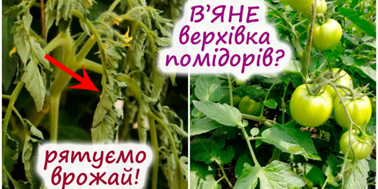 В’яне верхівка на томатах? Як врятувати урожай (ВІДЕО)
