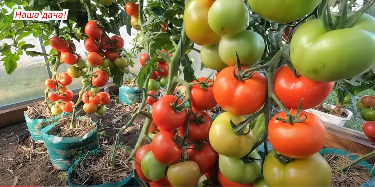 Як пришвидшити дозрівання томатів (ВІДЕО)