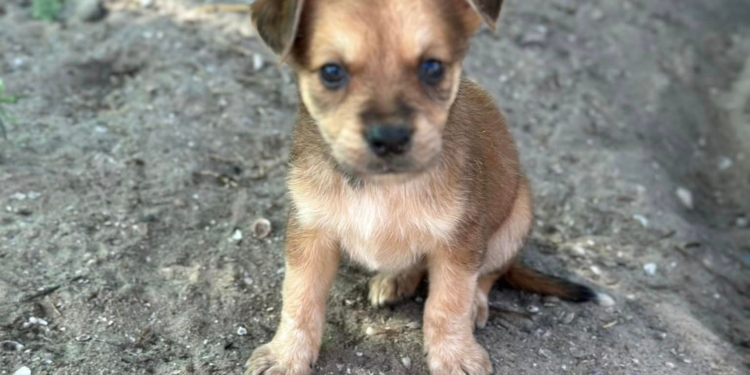 У Миколаєві на виставці-прилаштуванні спробують знайти нових господарів врятованим з Херсону песикам (ФОТО)