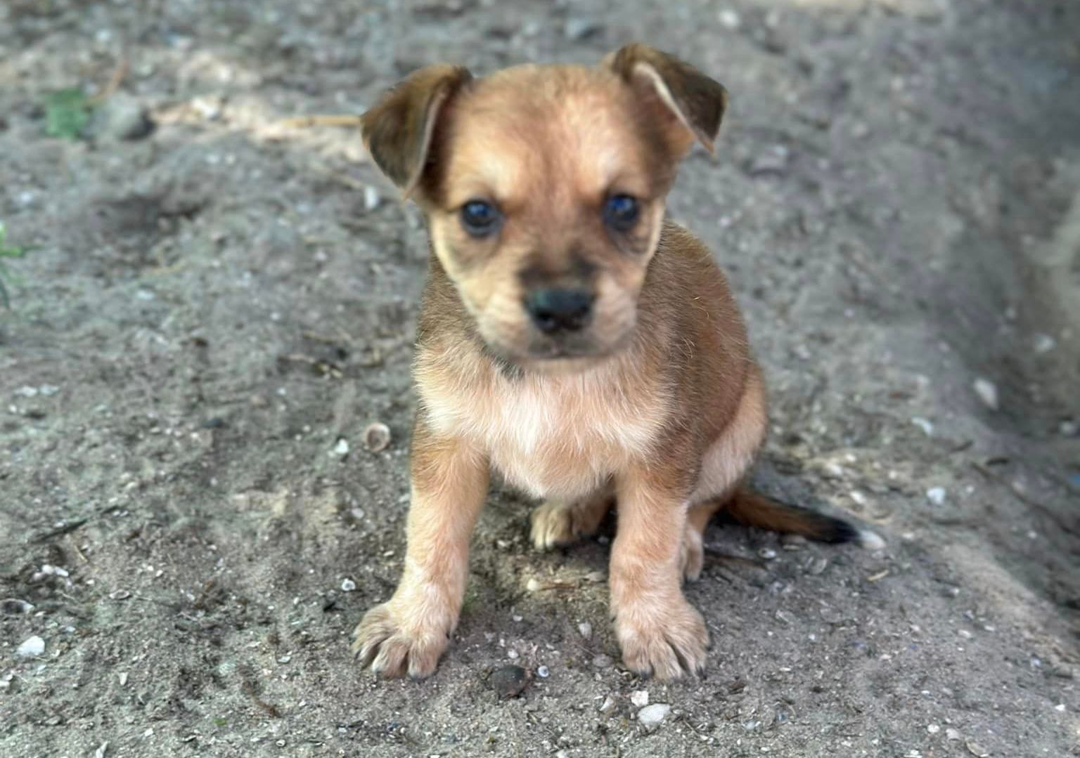 У Миколаєві на виставці-прилаштуванні спробують знайти нових господарів врятованим з Херсону песикам (ФОТО)