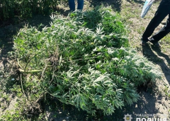 На Миколаївщині поліцейські виявили на присадибній ділянці чоловіка 104 кущі конопель (ФОТО)