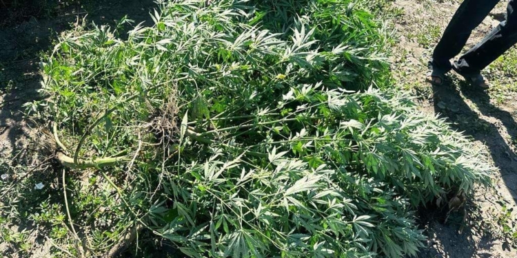 На Миколаївщині поліцейські виявили на присадибній ділянці чоловіка 104 кущі конопель (ФОТО)
