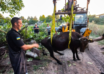 Рятувальники Миколаївщини витягли корову з вигрібної ями (ФОТО)