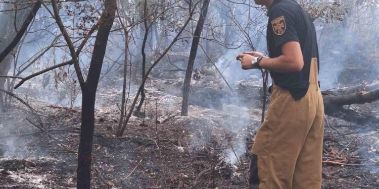 На Миколаївщині гасять низову пожежу лісу на площі 8 га