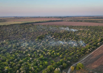 На Миколаївщині ліквідували пожежу Андріївського лісництва – вогонь пройшов 40 га