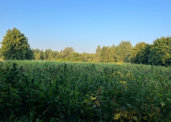 Майже промислові масштаби: в 10 км від білоруського кордону на Чернігівщині виявили 2 га коноплі і 50 кг готового канабісу (ФОТО)