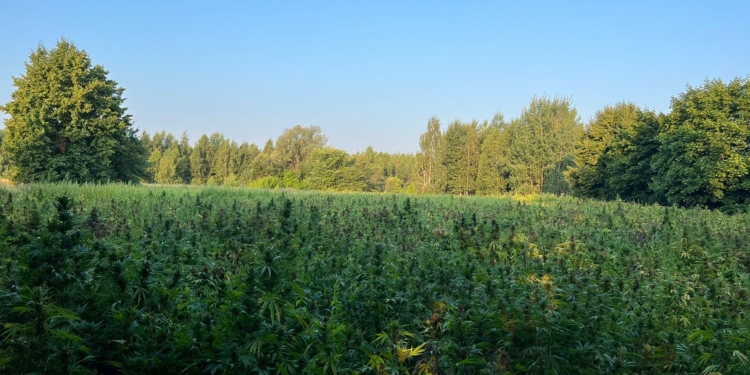 Майже промислові масштаби: в 10 км від білоруського кордону на Чернігівщині виявили 2 га коноплі і 50 кг готового канабісу (ФОТО)