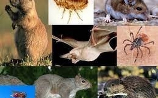 На Миколаївщині зафіксовано випадок захворювання на туляремію