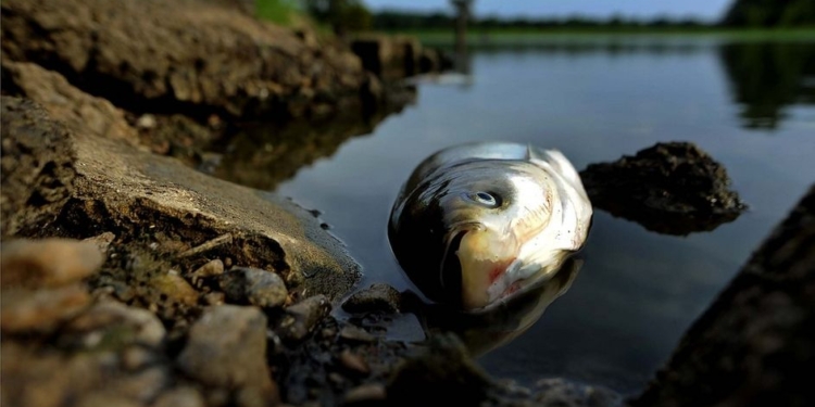 Через спеку: у Миколаєві на «Стрілці» виявили замор риби