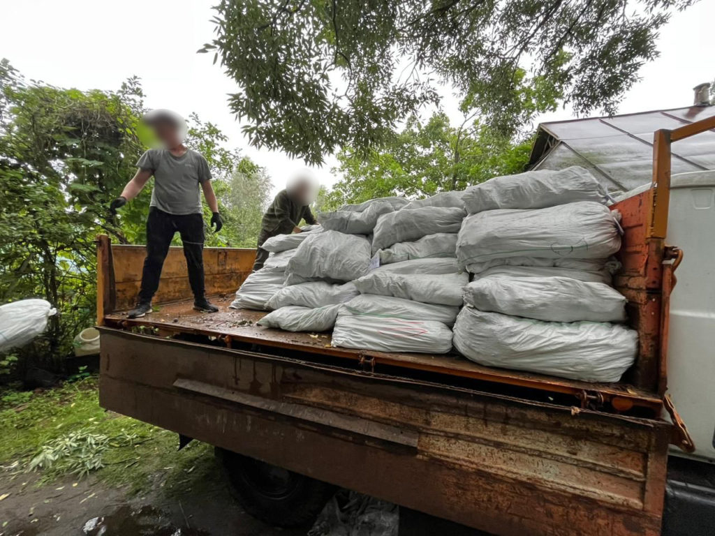 Майже промислові масштаби: в 10 км від білоруського кордону на Чернігівщині виявили 2 га коноплі і 50 кг готового канабісу (ФОТО) 14