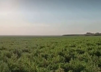 Не пустеля. Що зараз на місці колишнього Каховського водосховища (ВІДЕО)