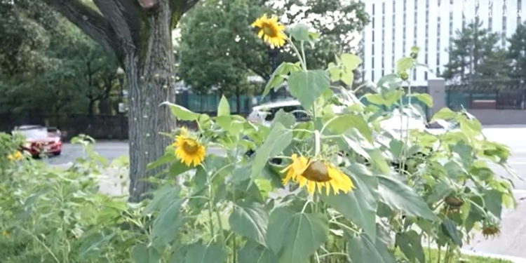 Американці у Вашингтоні перетворили вулицю біля російського посольства на жовто-блакитну (ВІДЕО)