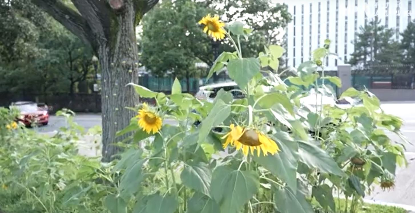 Американці у Вашингтоні перетворили вулицю біля російського посольства на жовто-блакитну (ВІДЕО)