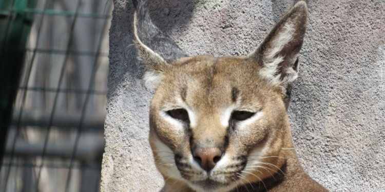 У Миколаївському зоопарку – нові мешканці (ФОТО)