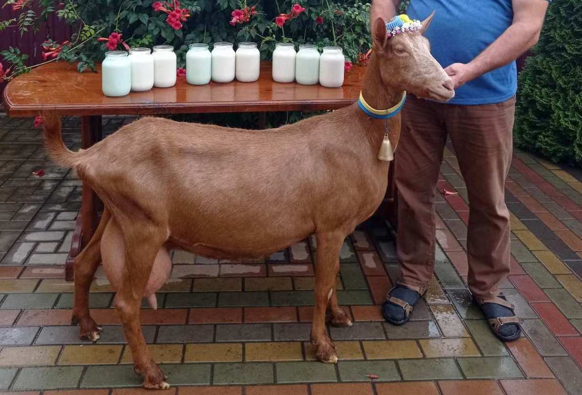 В Україні знайшли козу-рекордсменку – дає молока в 4,5 рази більше за норму (ФОТО)