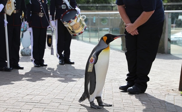 У Шотландії пінгвін отримав звання генерал-майора