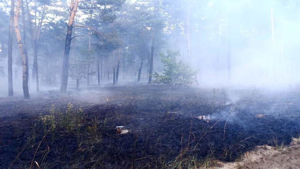 На Миколаївщині загасили масштабну лісову пожежу (ФОТО) 12