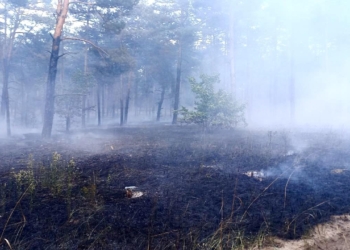 На Миколаївщині загасили масштабну лісову пожежу (ФОТО)