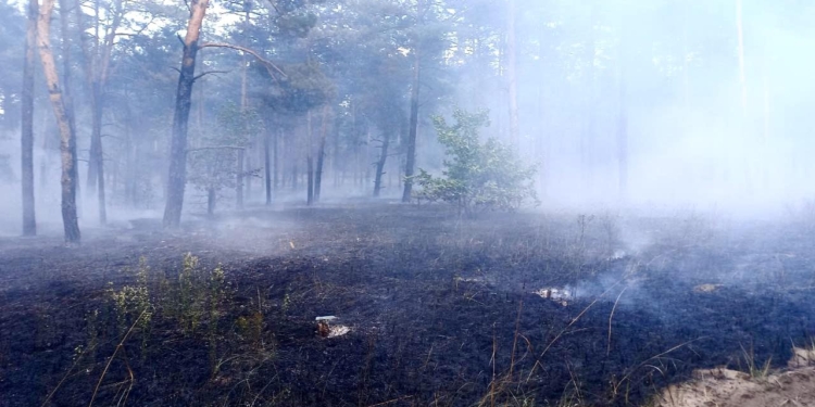 На Миколаївщині загасили масштабну лісову пожежу (ФОТО)