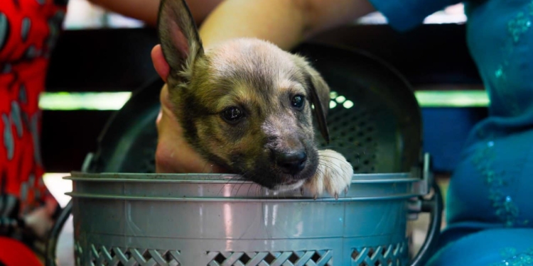 У Миколаєві на виставці-прилаштуванні нові домівки знайшли майже 50 тваринок (ФОТО)