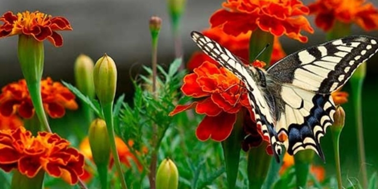 Мати знали, що сіяти. Чай з чорнобривців від 100 хвороб – від чого лікує та захищає квітка