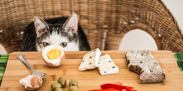 Кормление кошек с особыми потребностями (ФОТО)