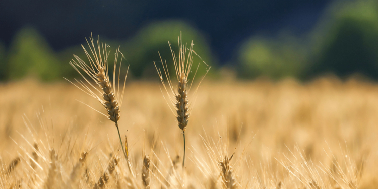 В Україні скоро запрацює Земельний банк, “прозорий ринок оренди державних земель с/г призначення”. Сайт вже є