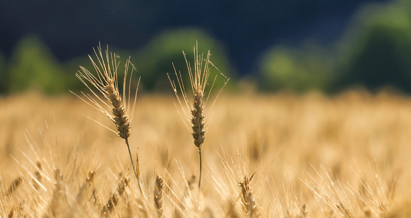В Україні скоро запрацює Земельний банк, “прозорий ринок оренди державних земель с/г призначення”. Сайт вже є