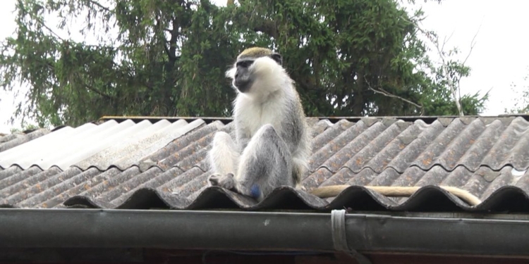 На Хмельниччині дівчину покусала…мавпа – вона бігає селом вже тиждень (ФОТО, ВІДЕО)