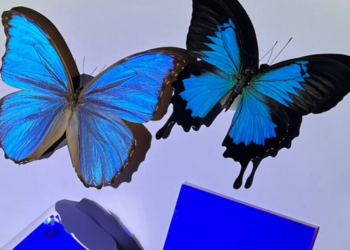 Революційні технології і крила метелика. У Китаї з’явилася цікава альтернатива кондиціонерам