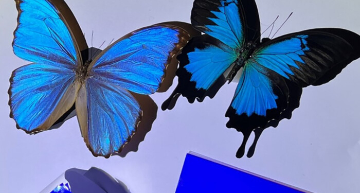 Революційні технології і крила метелика. У Китаї з’явилася цікава альтернатива кондиціонерам