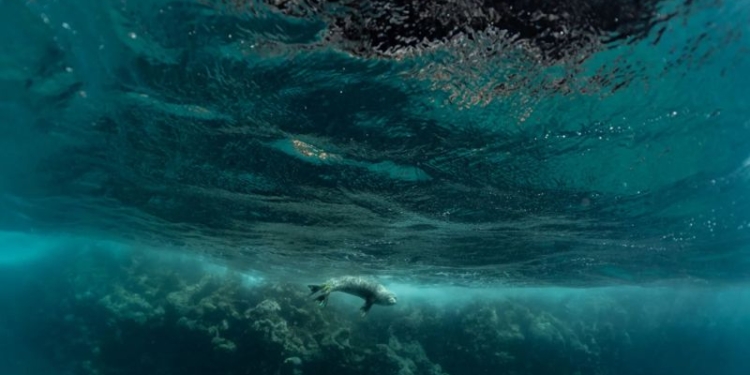 Що буде, якщо люди припинять ловити рибу? Є досвід, що може дати відповідь (ФОТО)