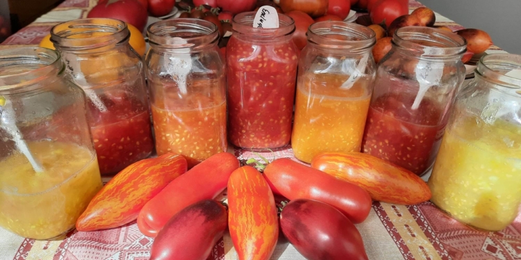 Як правильно зібрати насіння томатів, щоб зберегти сорти, що сподобались (ФОТО)