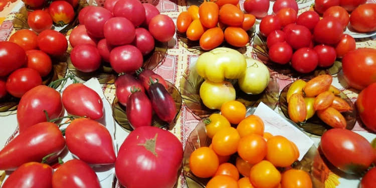 Як правильно зібрати насіння томатів, щоб зберегти сорти, що сподобались (ФОТО)