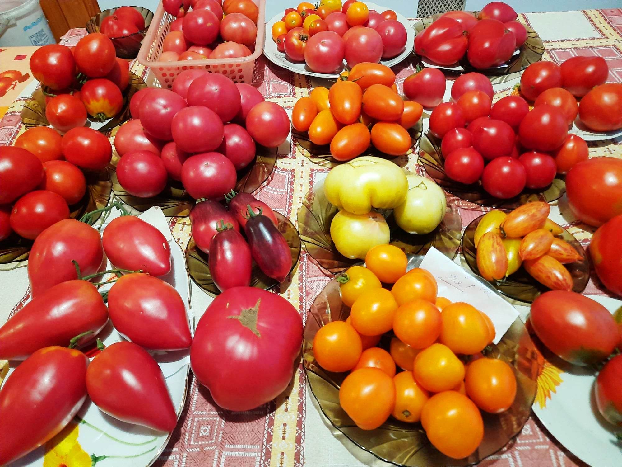 Як правильно зібрати насіння томатів, щоб зберегти сорти, що сподобались (ФОТО)