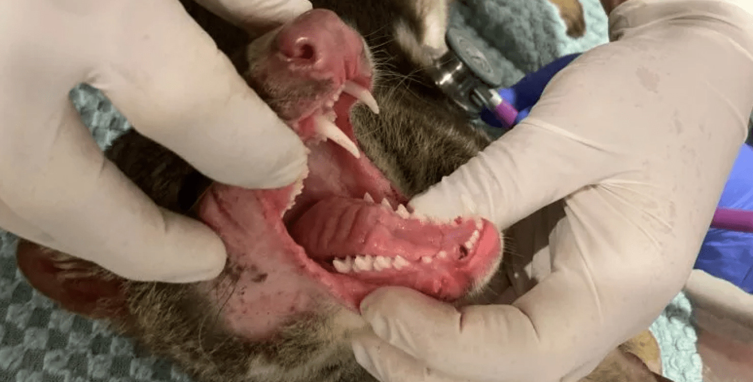 В Австралії фермер випадково зловив хижака, якого вважали вимерлим вже понад 100 років (ФОТО)