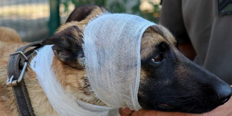 Це теж необхідно: миколаївські нацгвардійці вчились надавати першу медичну допомогу своїм чотирилапим побратимам (ФОТО)