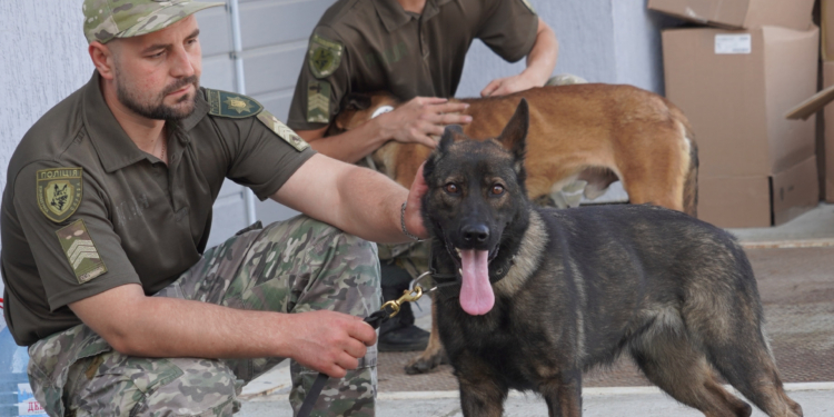 Чергова партія європейських службових собак прибула в Україну. Хтось поїде і в Миколаїв. Що вміють? (ФОТО, ВІДЕО)