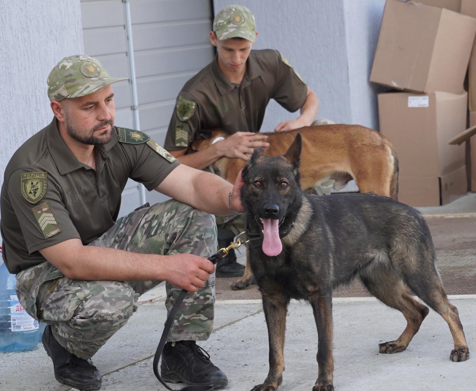 Чергова партія європейських службових собак прибула в Україну. Хтось поїде і в Миколаїв. Що вміють? (ФОТО, ВІДЕО)