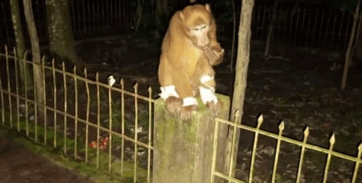 У Бангладеш мавпа тричі приходила по допомогу до звичайної лікарні