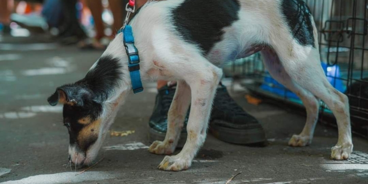 Миколаївців кличуть в цю неділю на виставку-прилаштування собак