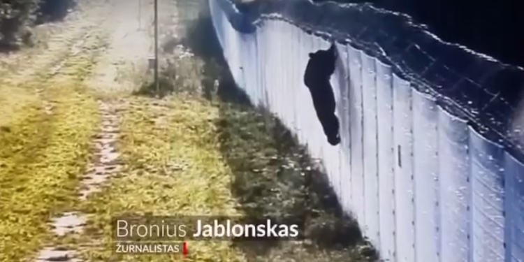 Не подолав паркан: ведмедю, який прийшов з білорусі, не вдалося потрапити до Литви (ВІДЕО)